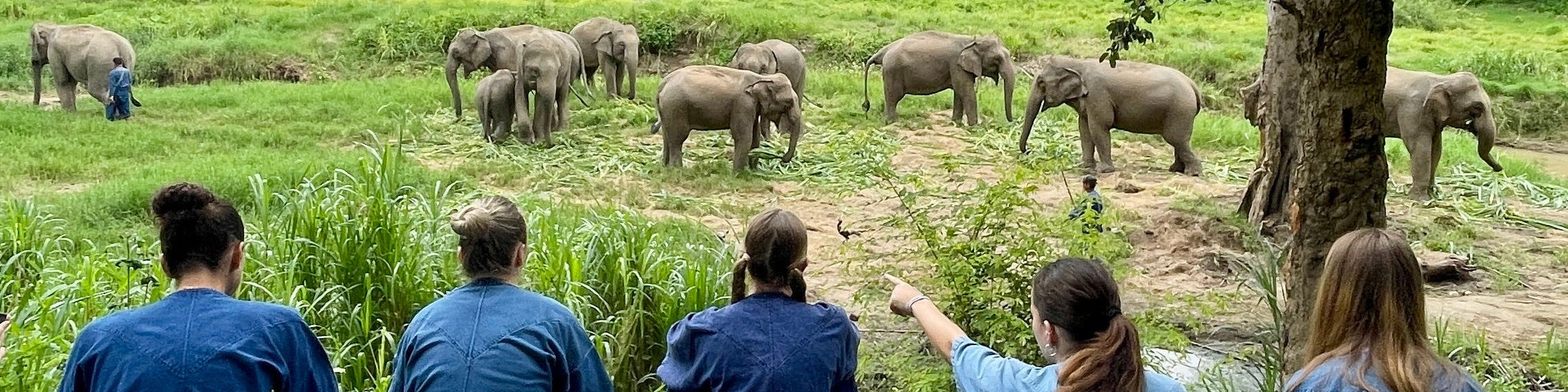 Thai Elephant Conservation Project