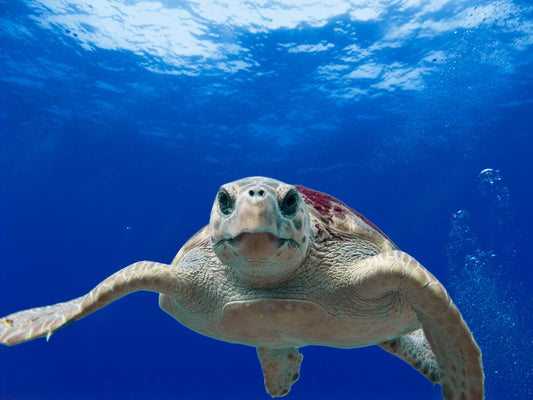 Greece: Island Turtle Conservation